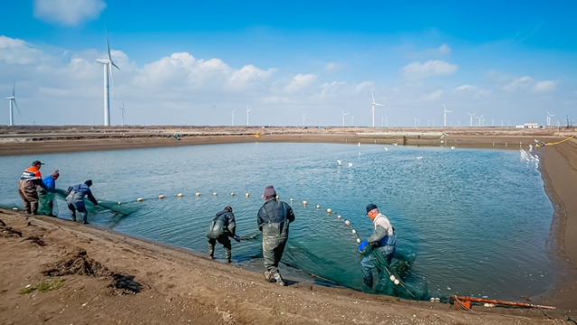 “蟹兵蝦將”鬧新春 | 啟東6萬(wàn)畝沿江沿海荒灘洼地變身“聚寶盆”