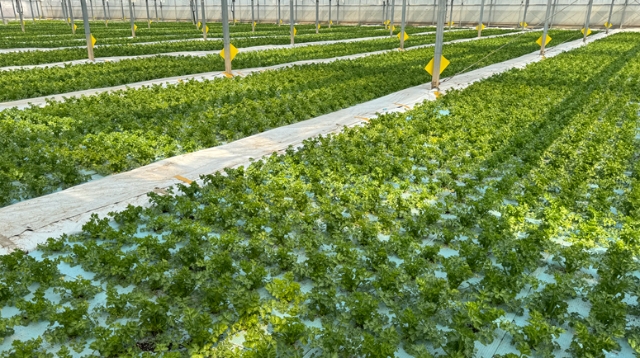 讓“水上漂”的“放心菜”進(jìn)千家萬(wàn)戶(hù)——解析水培生菜產(chǎn)業(yè)“致富密碼”