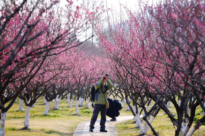 “梅林春曉”進(jìn)入最佳觀賞期