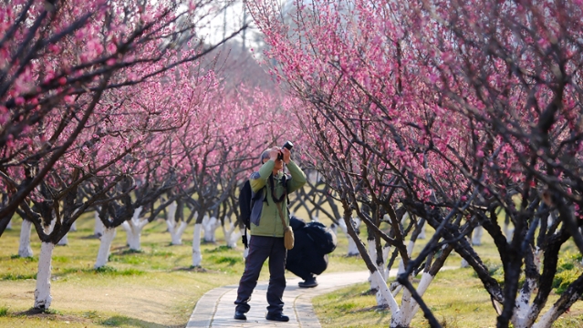“梅林春曉”進(jìn)入最佳觀(guān)賞期