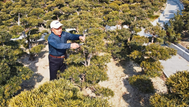 “云端”暢銷(xiāo)，如皋花木盆景秒切“春忙”模式