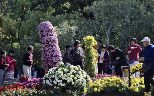 菊花盛開 秋色滿園