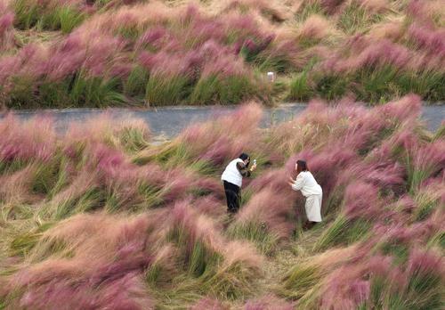 南通：眾多游客長江邊暢游花海