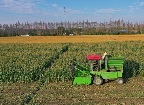 江心沙農(nóng)場：鮮食玉米“一種兩收” 玉米秸稈變廢為寶