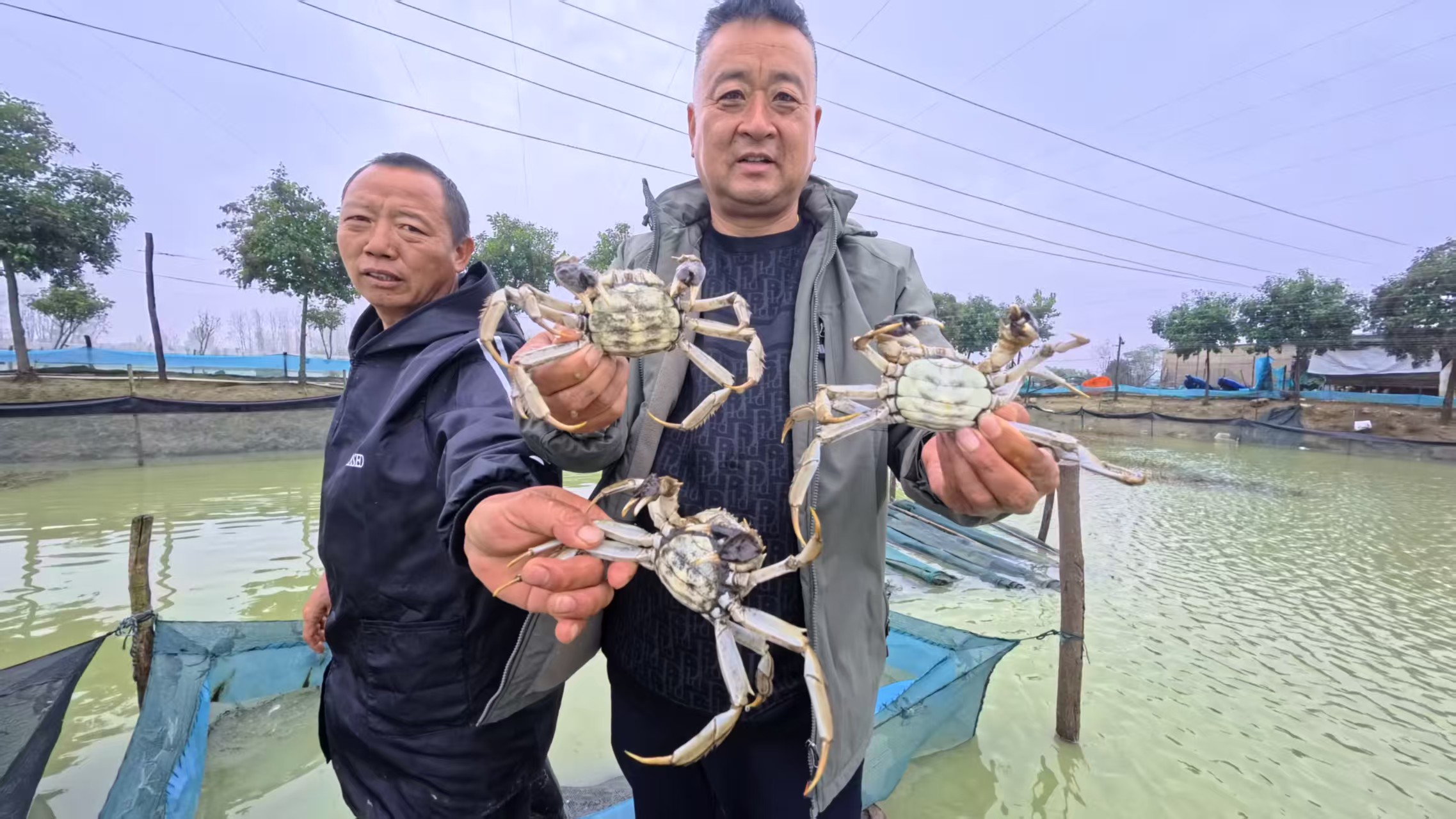 一路訂單一路歌 啟東扣蟹養(yǎng)殖能手達成40萬斤蟹種銷售訂單